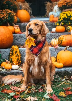 Discount Kiel James Patrick Apple Cider Flandana