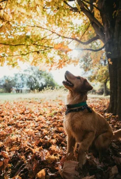 Best Kiel James Patrick Captain Oscar O'Leary Dog Collar