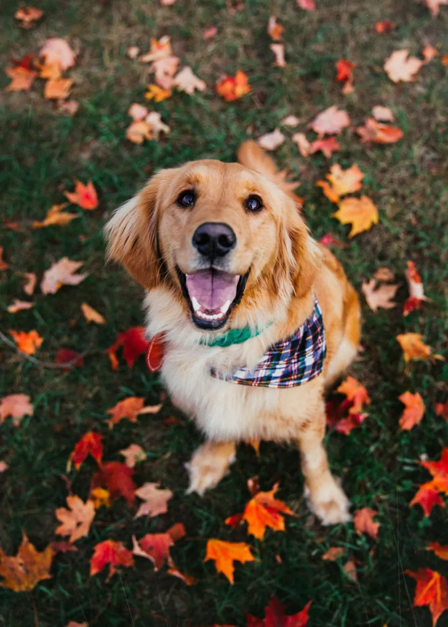 Best Kiel James Patrick Captain Oscar O'Leary Dog Collar