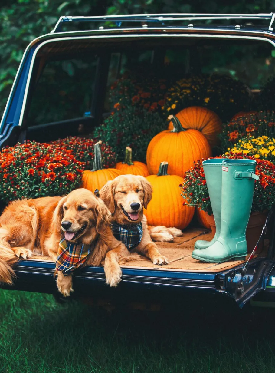 Clearance Kiel James Patrick Green Mountain View Flandana