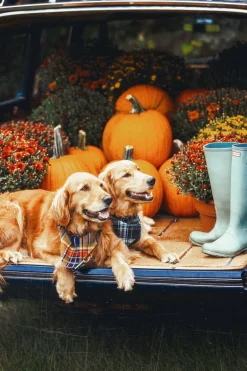 Clearance Kiel James Patrick Green Mountain View Flandana